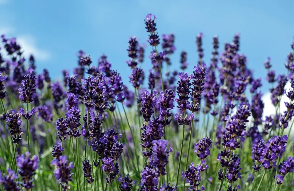 Lavender (Lavandula angustifolia)