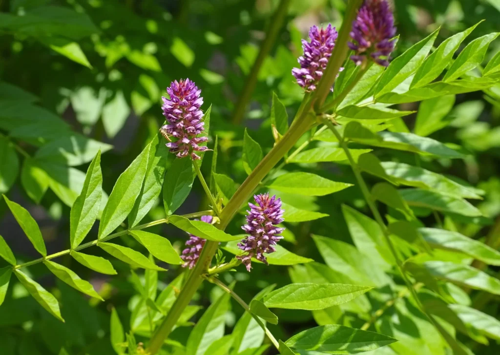 Licorice Root