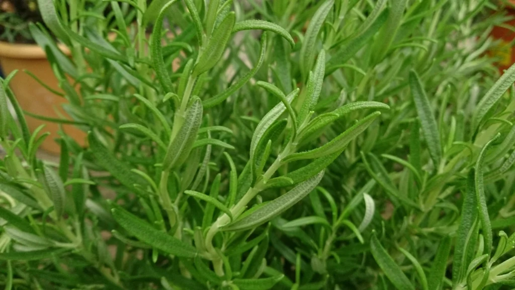 Rosemary Rosmarinus officinalis