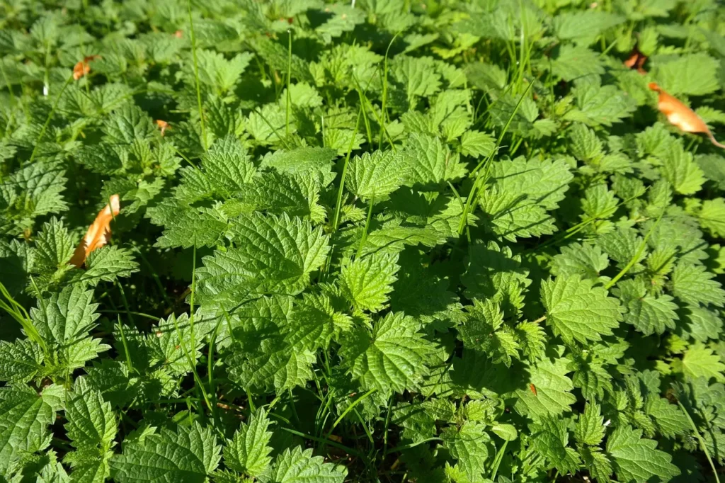 15. Stinging Nettle (Urtica dioica)