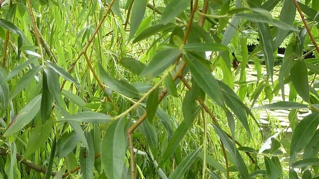 White Willow Bark