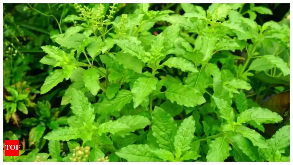 holy basil (tulsi)