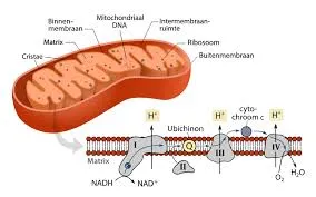 mitochondrial