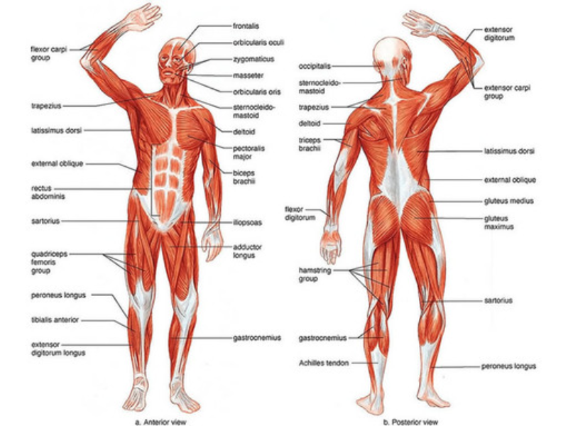 Safeguard Muscle While Losing Fat