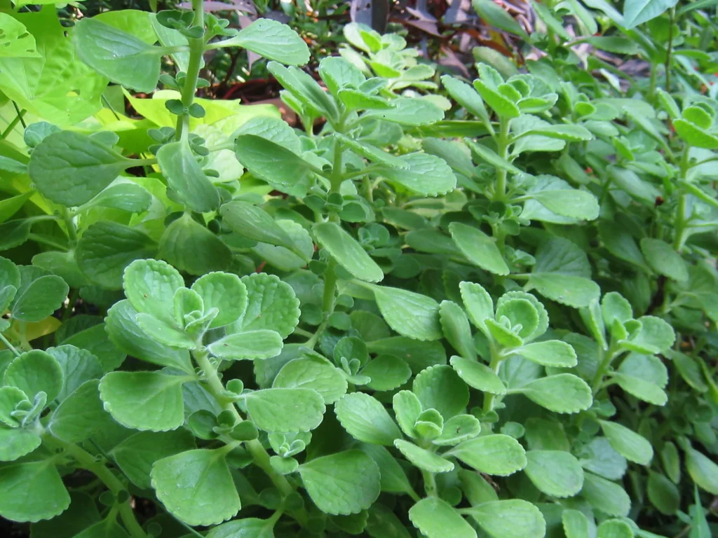 18. Oregano (Origanum vulgare)