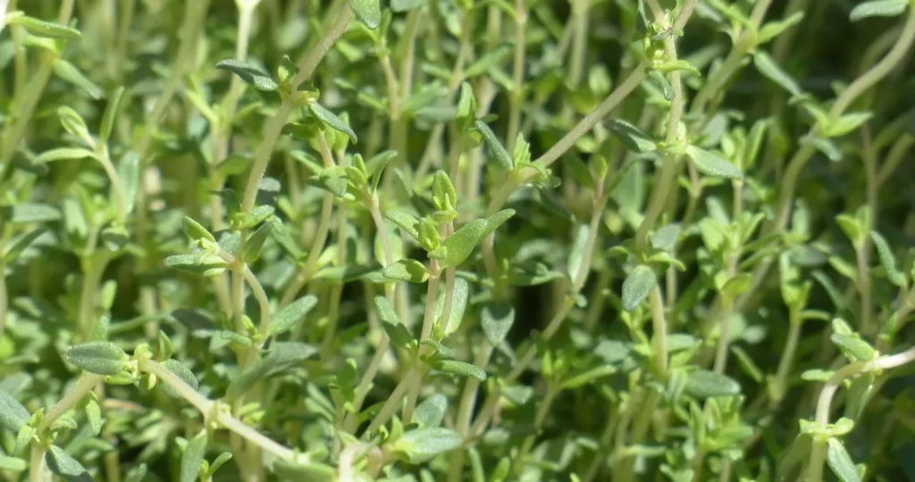 thyme 1