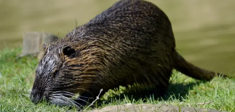 How to get rid of rats naturally